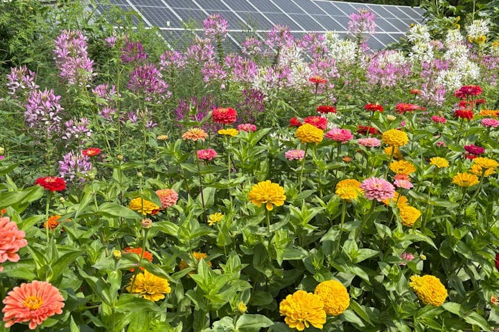 panneaux solaires fleurs